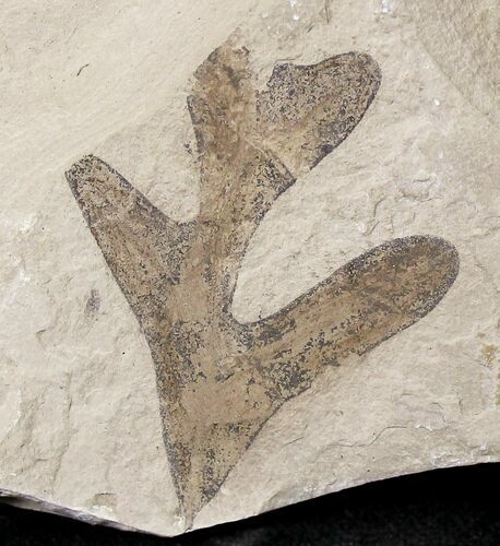 Fossil Balloon Vine Leaf - Green River Formation #20217